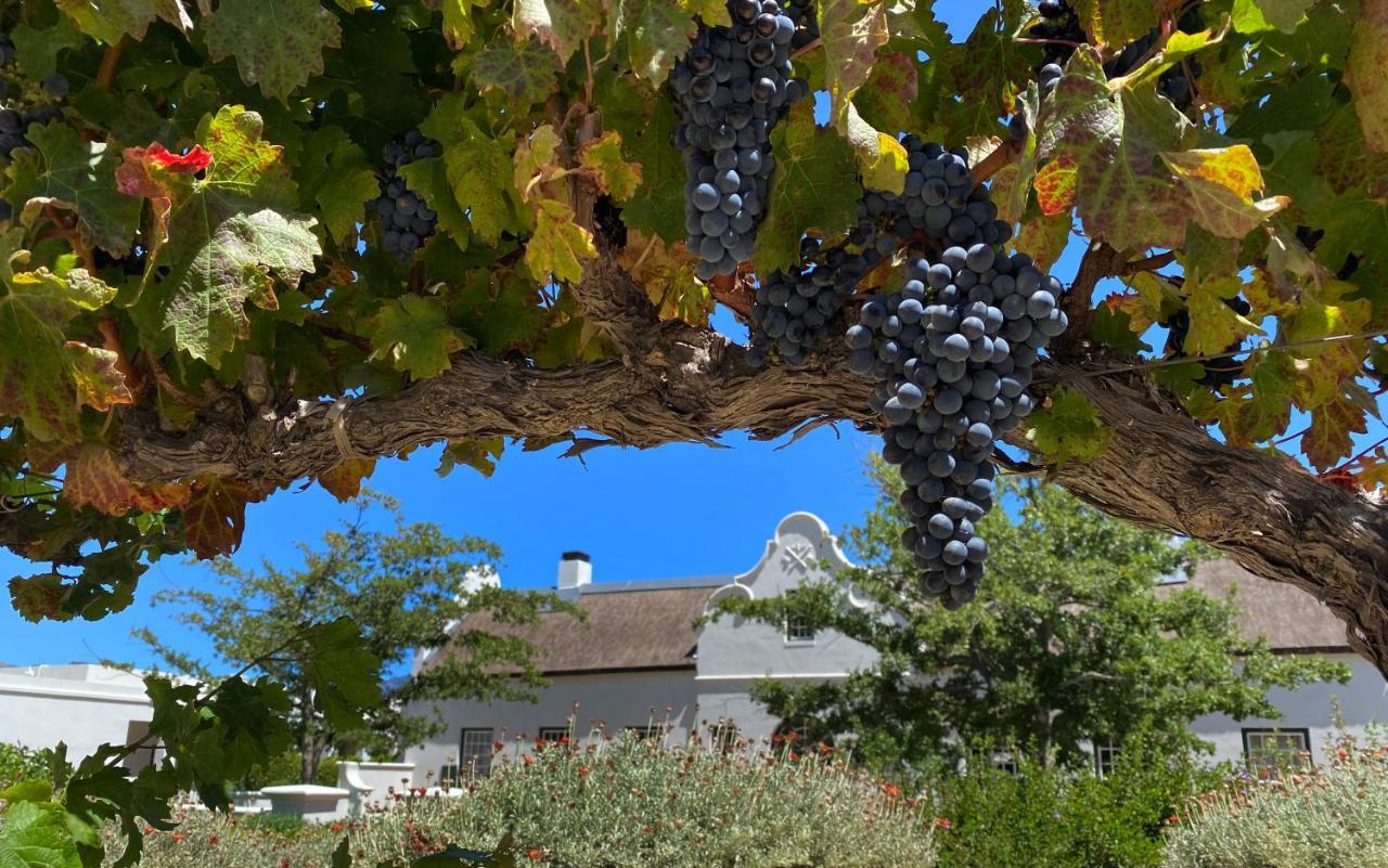The Vineyard Cottage By L' Amitie Estate Franschhoek Kültér fotó
